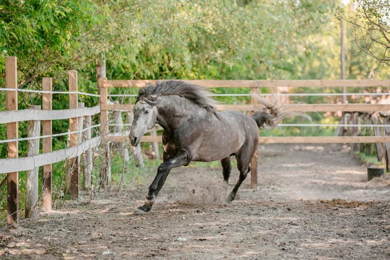 Animal Attack Claims by Horse Injury